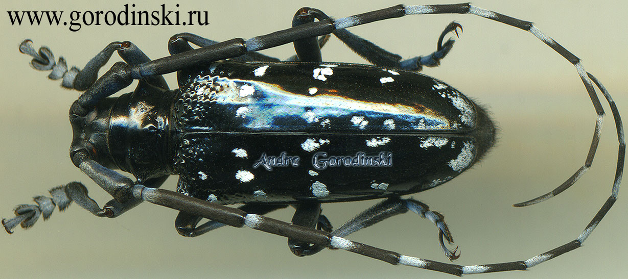 http://www.gorodinski.ru/cerambyx/Anoplophora chinensis chinensis.jpg